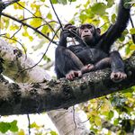 Chimpanzee Trekking